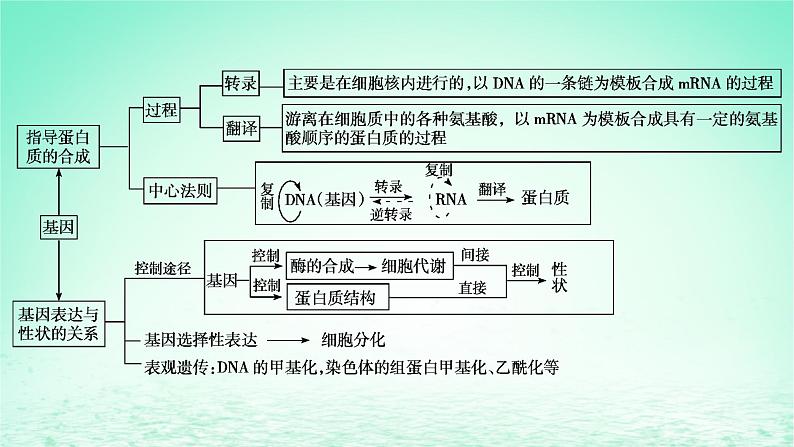 2024春高中生物第4章基因的表达章末总结课件（人教版必修2）03