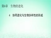2024春高中生物第6章生物的进化4协同进化与生物多样性的形成课件（人教版必修2）