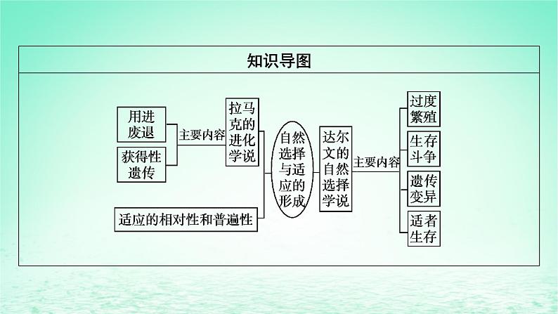 2024春高中生物第6章生物的进化2自然选择与适应的形成课件（人教版必修2）03