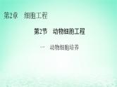 2024春高中生物第2章细胞工程第2节动物细胞工程一动物细胞培养课件（人教版选择性必修3）