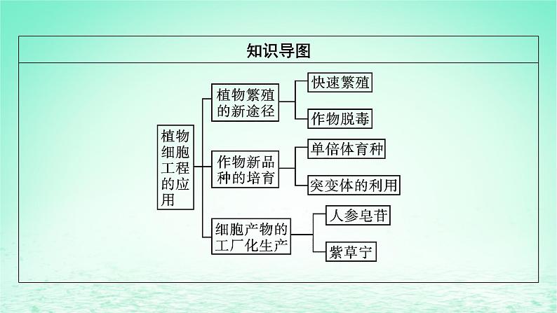 2024春高中生物第2章细胞工程第1节植物细胞工程二植物细胞工程的应用课件（人教版选择性必修3）第3页