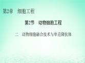2024春高中生物第2章细胞工程第2节动物细胞工程二动物细胞融合技术与单克鹿体课件（人教版选择性必修3）
