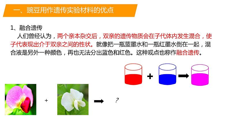 必修二遗传与进化——1.1孟德尔的豌豆杂交实验（一）课件第3页