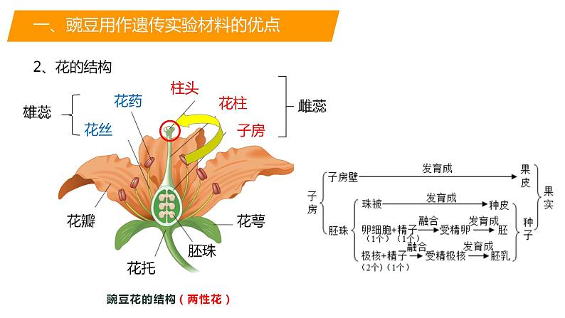 必修二遗传与进化——1.1孟德尔的豌豆杂交实验（一）课件第5页