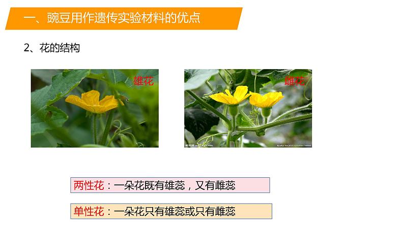 必修二遗传与进化——1.1孟德尔的豌豆杂交实验（一）课件第6页