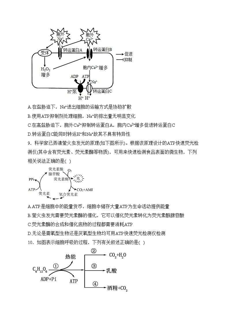 湖北省新高考联考2023-2024学年高一下学期2月收心考试生物试卷(含答案)第3页