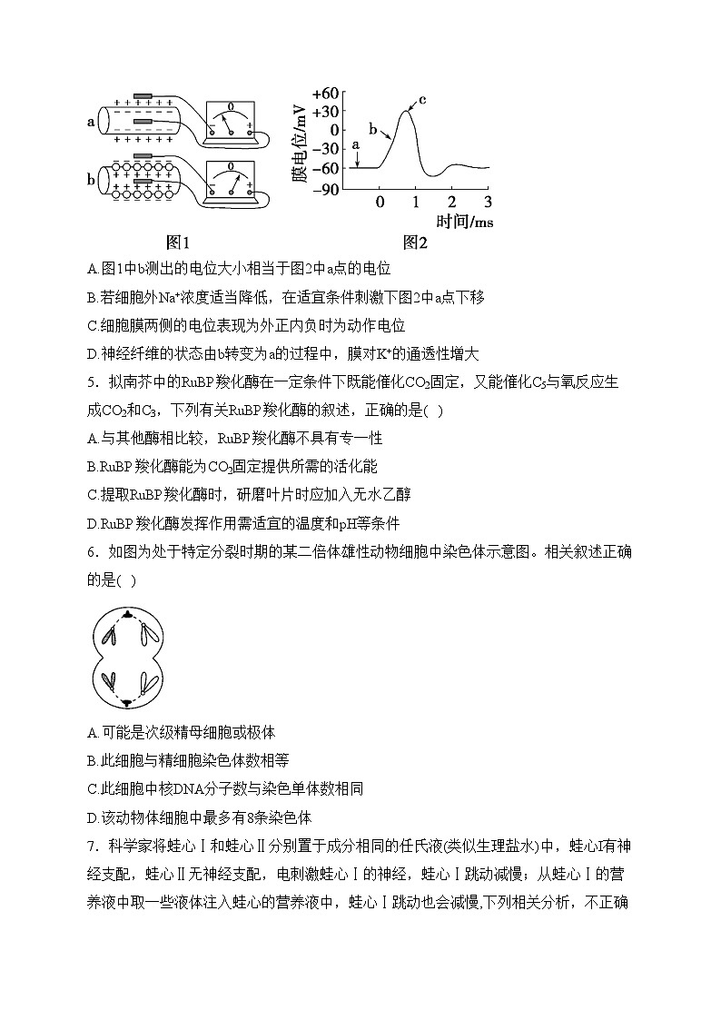 内蒙古自治区赤峰市阿鲁科尔沁旗天山第一中学2023-2024学年高二上学期期中考试生物试卷(含答案)第2页