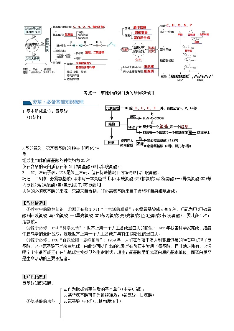 第4讲 细胞中的蛋白质和核酸（讲义）（教师版）第2页