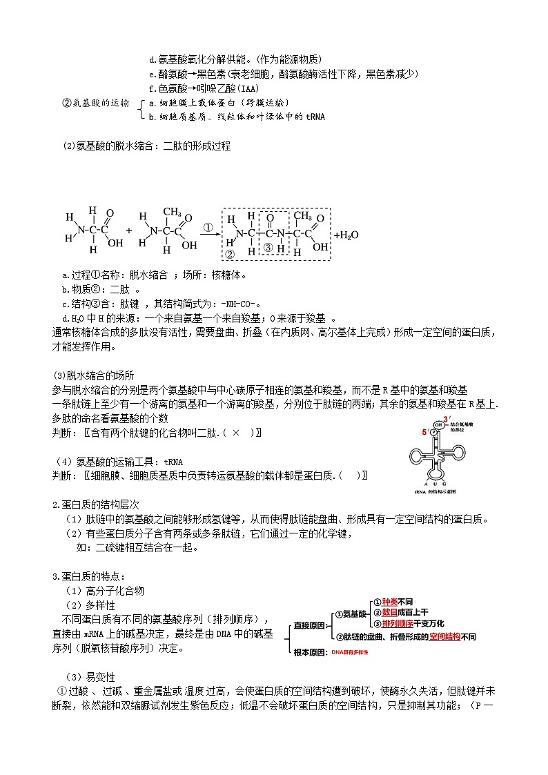 第4讲 细胞中的蛋白质和核酸（讲义）（学生版）第3页