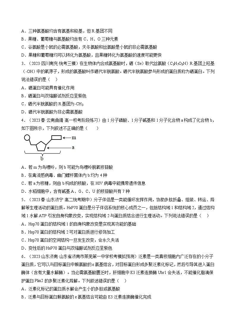 第4讲 细胞中的蛋白质和核酸（练习）（原卷版）第2页