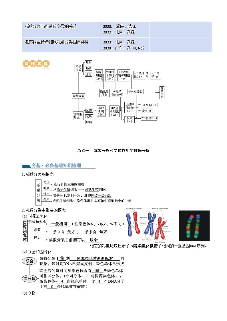 第13讲 减数分裂和受精作用（讲义）（学生版）第2页