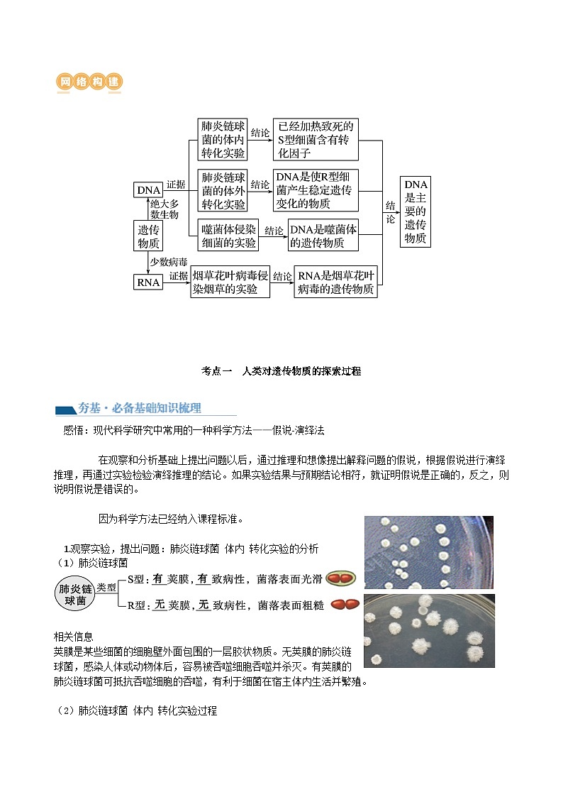 第20讲 DNA是主要的遗传物质（讲义）（学生版）第2页