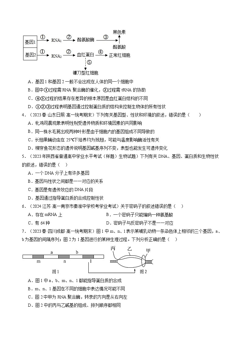 第22讲 基因的表达、基因与性状的关系（练习）（原卷版）第2页