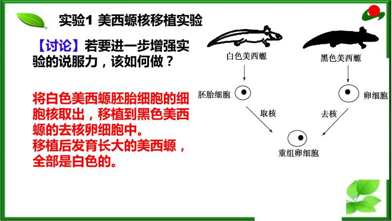 人教版生物必修一《细胞核的结构与功能》 PPT课件06