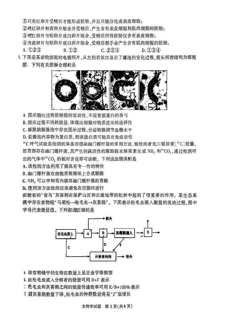 2024年合肥市高三一模生物试题和答案第2页
