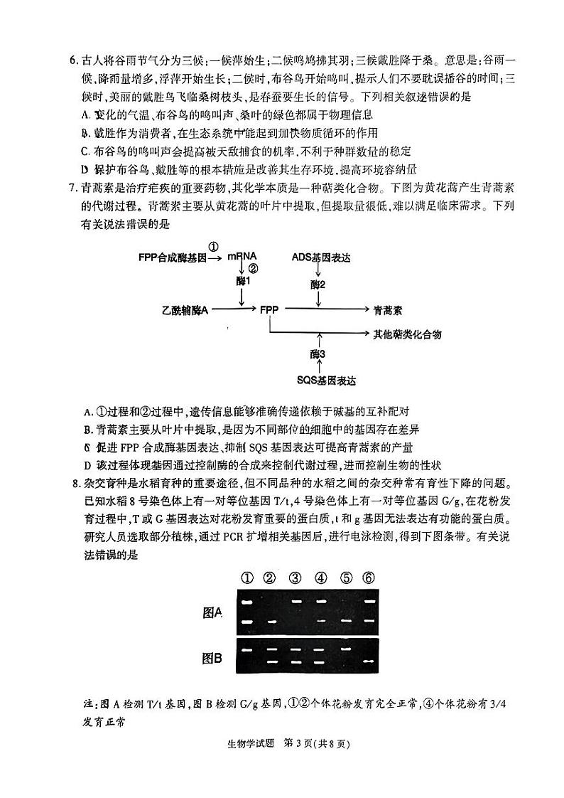 2024年合肥市高三一模生物试题和答案第3页