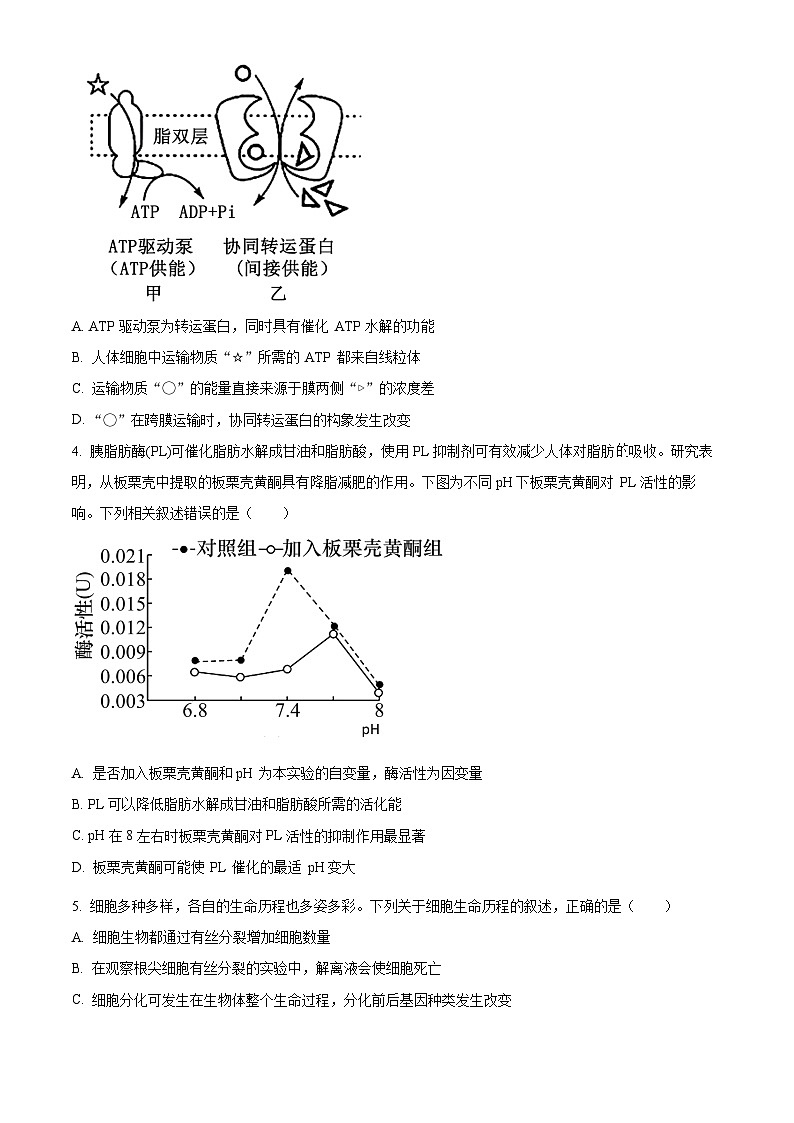 2024湖北省部分学校高三下学期2月开学考试生物试卷含解析02