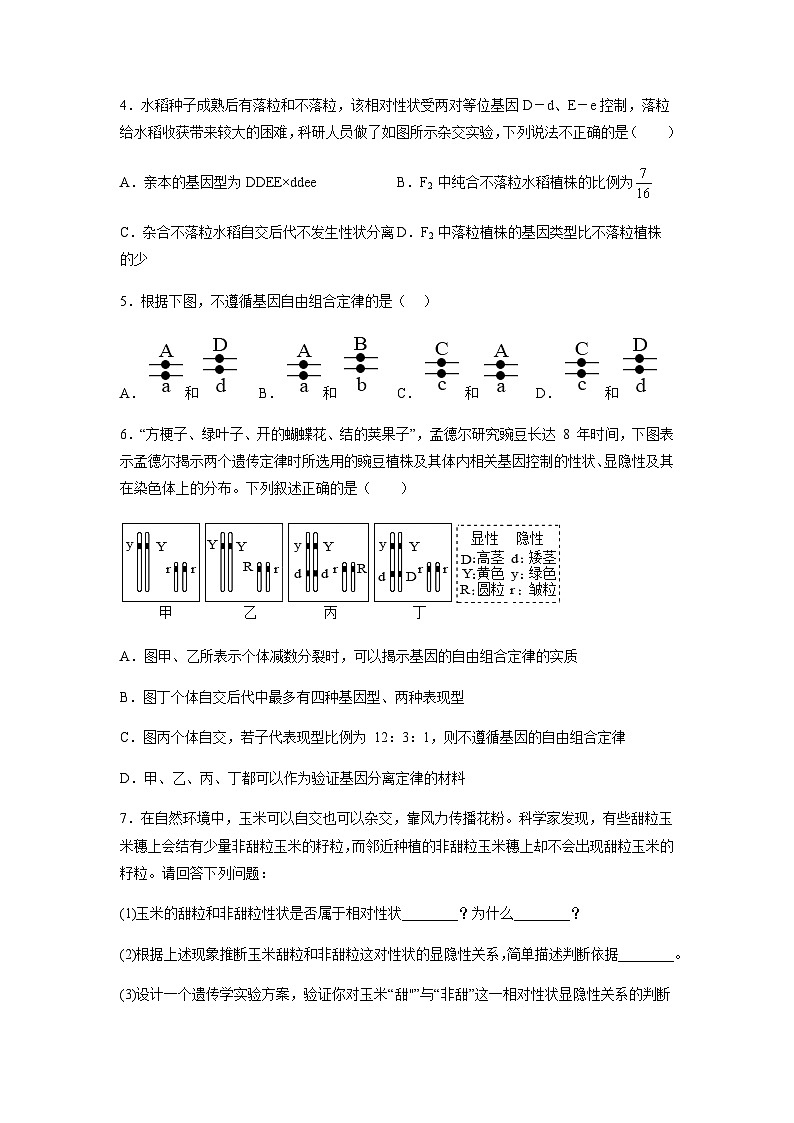 （人教版2019必修2）高一生物课后培优分级练1.2 孟德尔的豌豆杂交实验（二）（原卷版+解析）03