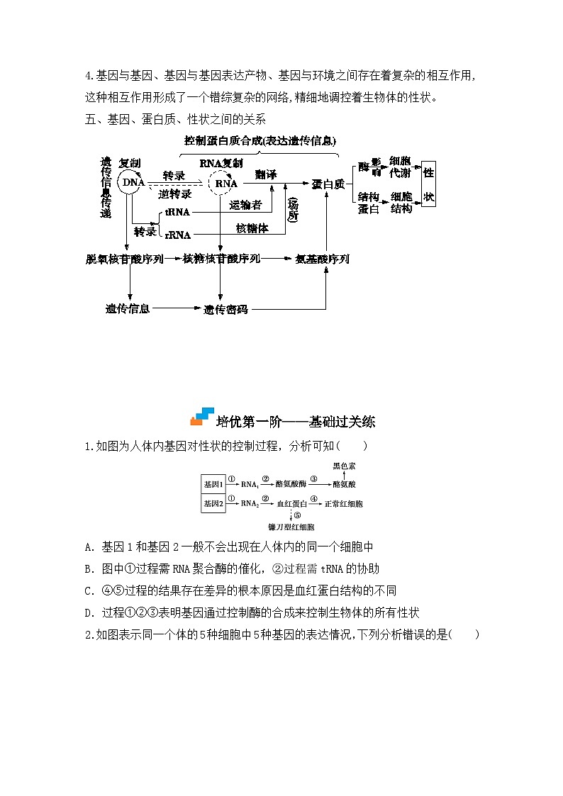 （人教版2019必修2）高一生物课后培优分级练4.2 基因表达与性状的关系（原卷版+解析）03