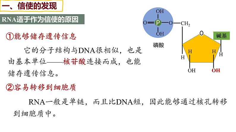 备战高考生物一轮复习优质课件 第18讲 基因的表达05