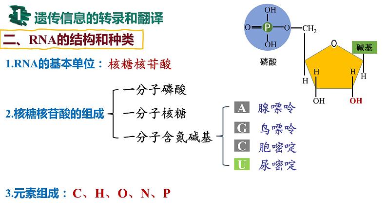 备战高考生物一轮复习优质课件 第18讲 基因的表达06