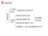 备战高考生物一轮复习优质课件 第19讲 基因突变和基因重组