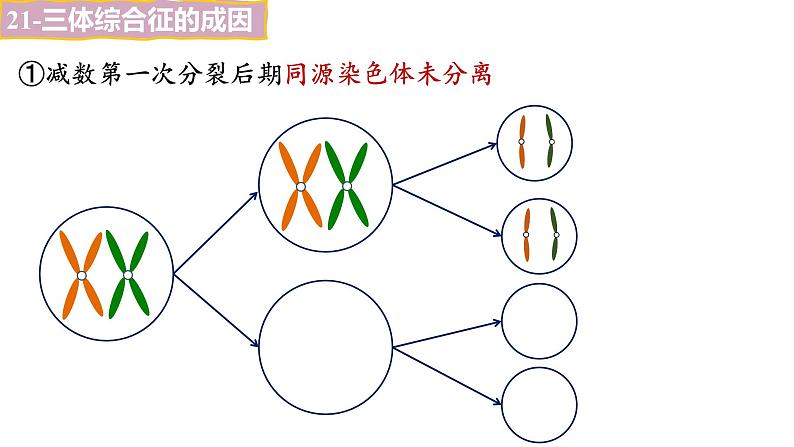 备战高考生物一轮复习优质课件 第20讲 染色体变异06