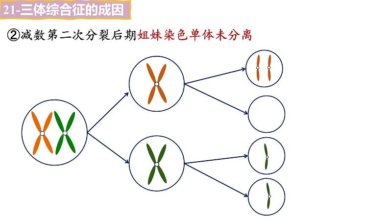 备战高考生物一轮复习优质课件 第20讲 染色体变异07