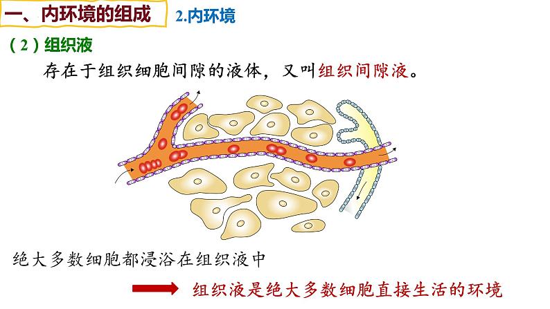 备战高考生物一轮复习优质课件 第22讲 人体内环境稳态第7页