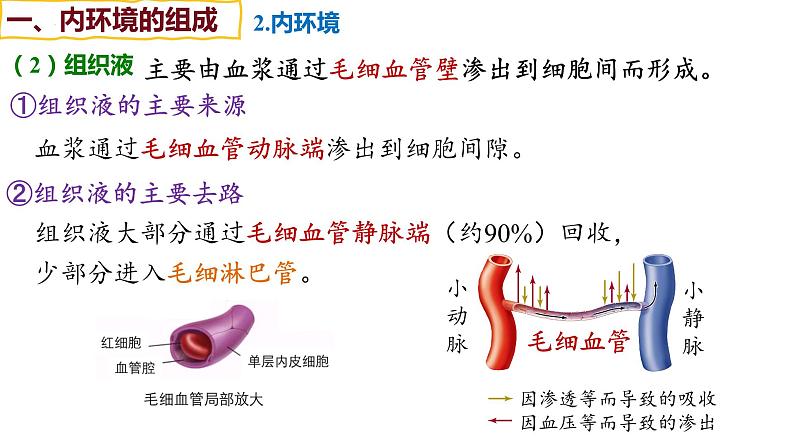 备战高考生物一轮复习优质课件 第22讲 人体内环境稳态第8页