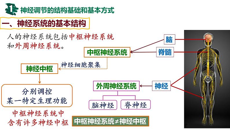 备战高考生物一轮复习优质课件 第23讲 神经调节04