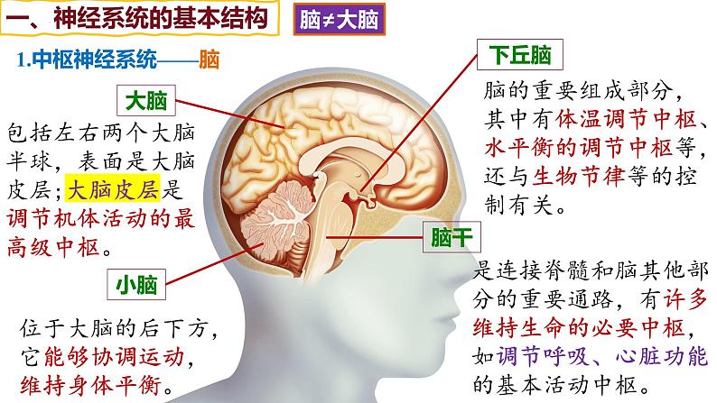 备战高考生物一轮复习优质课件 第23讲 神经调节05