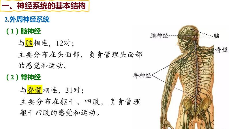 备战高考生物一轮复习优质课件 第23讲 神经调节08