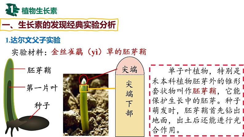 备战高考生物一轮复习优质课件 第26讲 植物生命活动的调节第4页