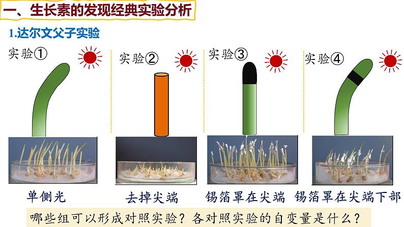 备战高考生物一轮复习优质课件 第26讲 植物生命活动的调节第5页