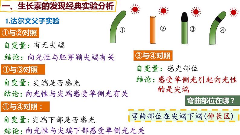 备战高考生物一轮复习优质课件 第26讲 植物生命活动的调节第6页