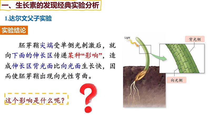 备战高考生物一轮复习优质课件 第26讲 植物生命活动的调节第7页