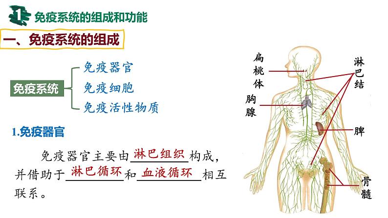 备战高考生物一轮复习优质课件 第25讲 免疫调节第4页