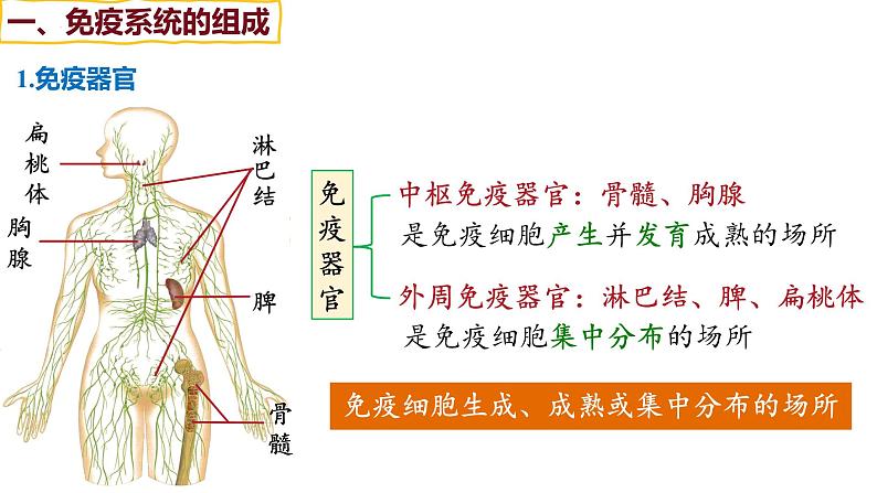 备战高考生物一轮复习优质课件 第25讲 免疫调节第5页