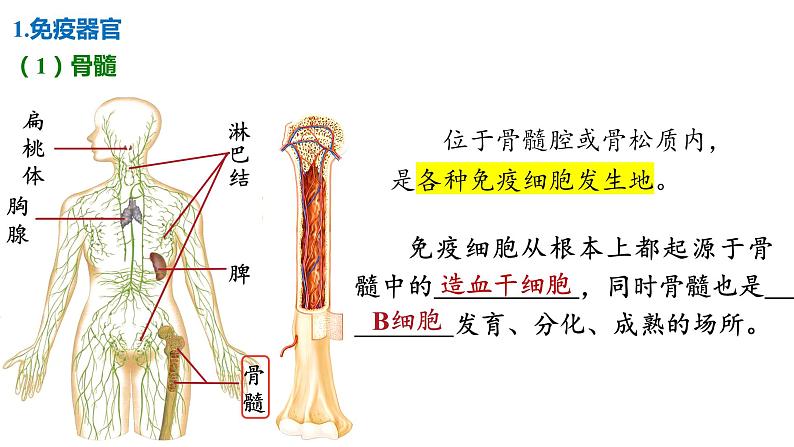 备战高考生物一轮复习优质课件 第25讲 免疫调节第6页