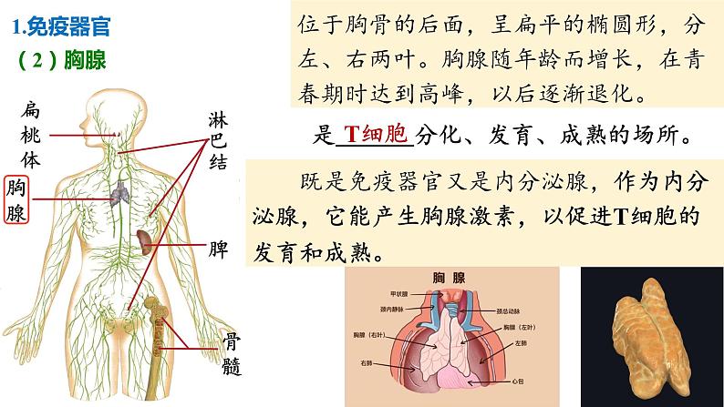 备战高考生物一轮复习优质课件 第25讲 免疫调节第7页