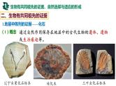 备战高考生物一轮复习优质课件 第21讲 生物的进化