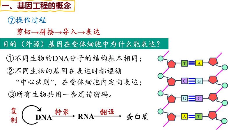 备战高考生物一轮复习优质课件 第35讲 基因工程及生物技术的安全性与伦理问题第5页