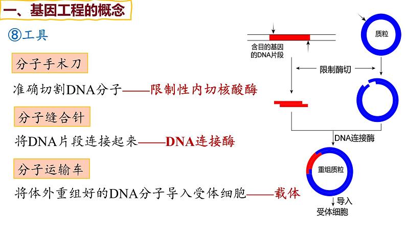 备战高考生物一轮复习优质课件 第35讲 基因工程及生物技术的安全性与伦理问题第6页