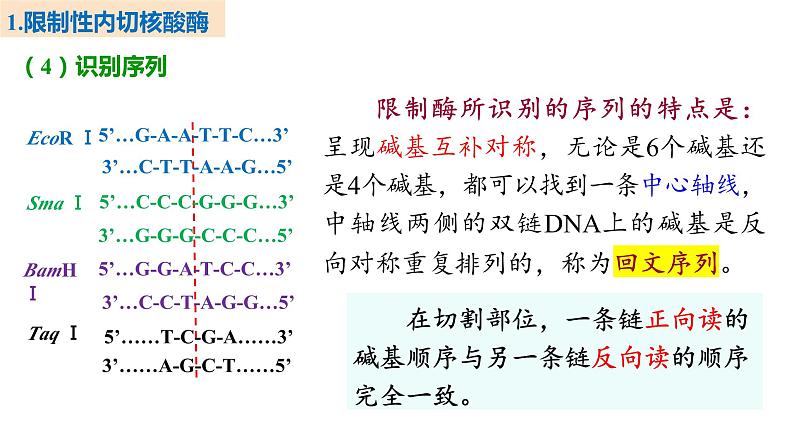 备战高考生物一轮复习优质课件 第35讲 基因工程及生物技术的安全性与伦理问题第8页