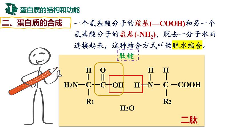 备战高考生物一轮复习优质课件 第03讲 蛋白质和核酸第7页