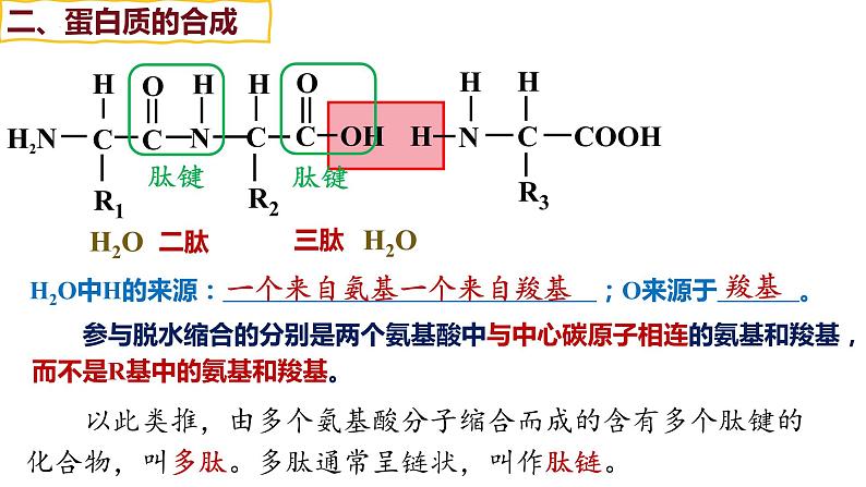 备战高考生物一轮复习优质课件 第03讲 蛋白质和核酸第8页