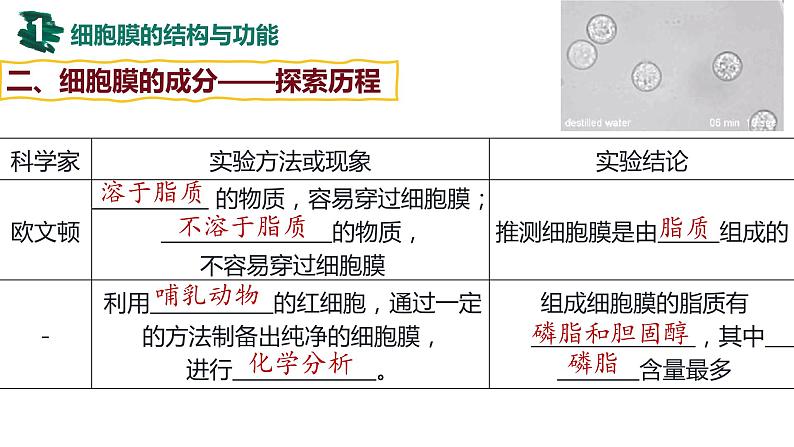 备战高考生物一轮复习优质课件 第04讲 细胞膜与细胞核08