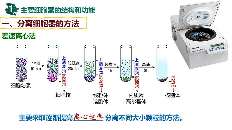 备战高考生物一轮复习优质课件 第05讲 细胞器之间的分工合作04