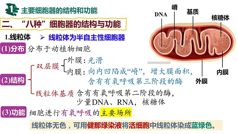 备战高考生物一轮复习优质课件 第05讲 细胞器之间的分工合作05